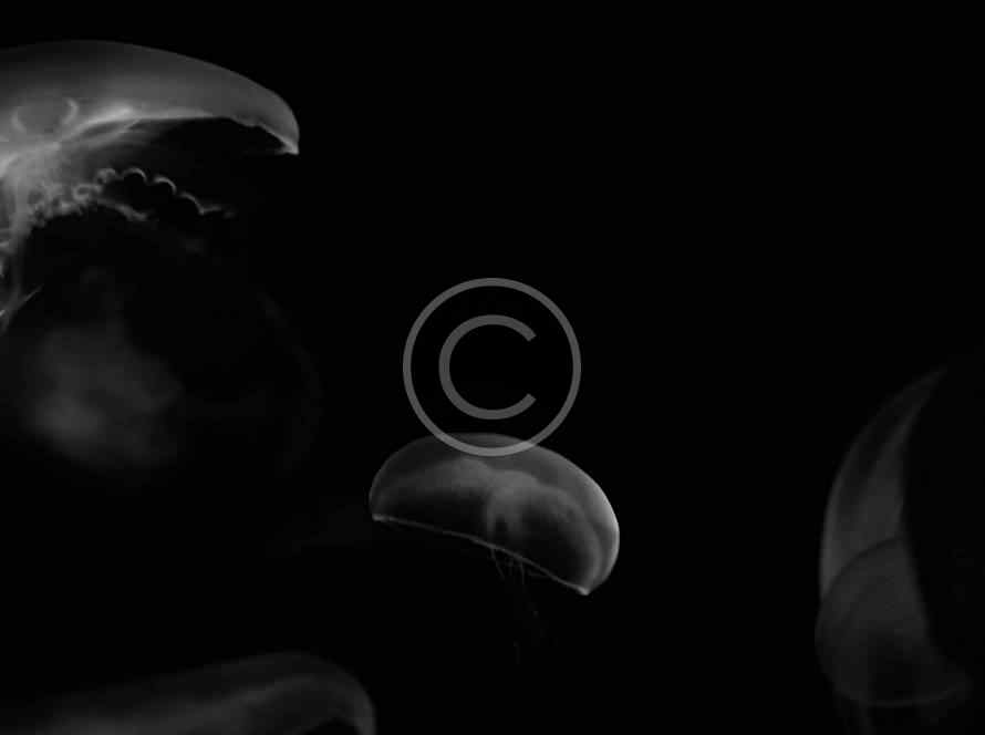 post 27 copyright - Vakana