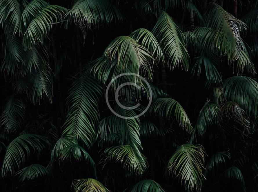 post 3 copyright - Vakana