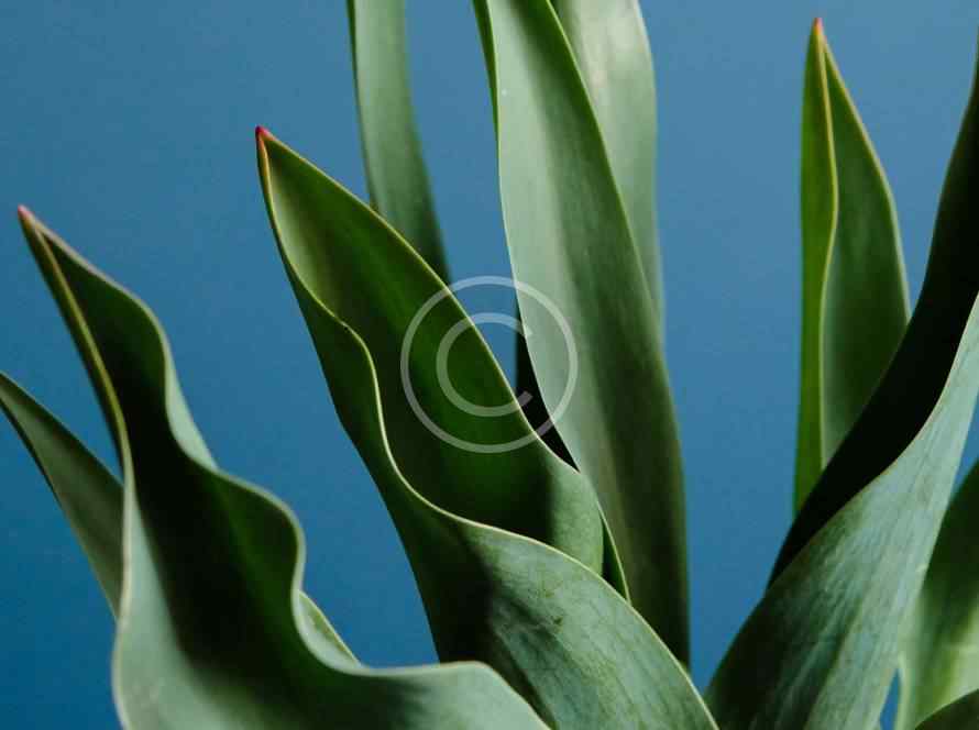 post 46 copyright - Vakana